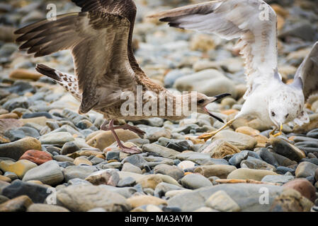 Seagulls on the shore among the stones quarrel over food Stock Photo