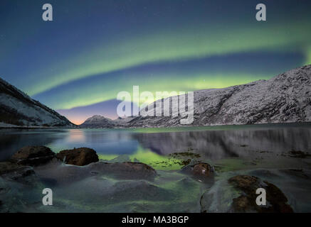 A powerful northern lights reflects itself at sunset in a  frozen bay in the tysfjord , Nordland county Norway Europe