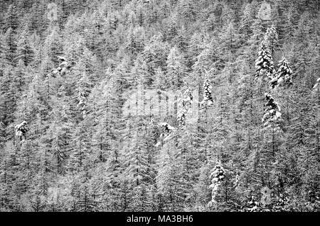 Villaretto, Chisone valley, Turin province, Piedmont, Italy.  Snowy forest. Stock Photo