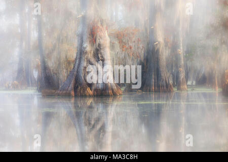 Bald Cypress (Taxodium distichum) in Lake Martin, Breaux Bridge, Atchafalaya Basin, Southern United States, USA; North Americaf Stock Photo