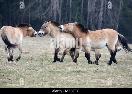 Asian Przewalski's horses, Equus ferus przewalskii Stock Photo