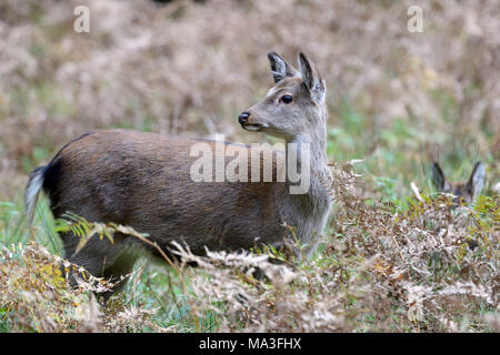 Sika deer hind in a forest, Cervus nippon Stock Photo