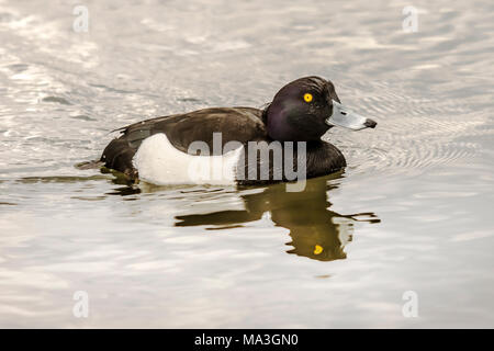 Melton Mowbray 29th March 2017: Grey clouds and rain Swans breeding, gresse and ducks battle for a breeding partner. Tafted ducks North America, Vagrant Visitors,  . Clifford Norton alamy Live News. Stock Photo