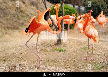 Qingdao, Qingdao, China. 29th Mar, 2018. Qingdao, CHINA-29th March 2018: Flamingos enjoy sunshine at a zoo in Qingdao, northeast China's Shandong Province, March 29th, 2018. Credit: SIPA Asia/ZUMA Wire/Alamy Live News Stock Photo