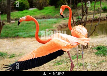 Qingdao, Qingdao, China. 29th Mar, 2018. Qingdao, CHINA-29th March 2018: Flamingos enjoy sunshine at a zoo in Qingdao, northeast China's Shandong Province, March 29th, 2018. Credit: SIPA Asia/ZUMA Wire/Alamy Live News Stock Photo