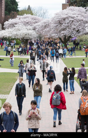 Seattle, Washington: Visitors gathered at the University of Washington Quad during the blooming of the cherry trees. Initially planted at the Washington Park Arboretum in 1939, the thirty Yoshino cherry trees were moved onto the Liberal Arts Quadrangle in 1962 where they draw thousands of visitors each spring. Credit: Paul Christian Gordon/Alamy Live News Stock Photo