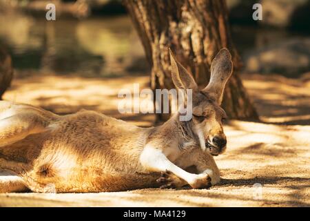 A kangaroo in the Currumbin Wildlife Sanctuary (Australia) Stock Photo