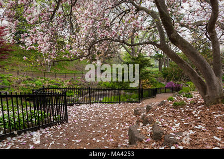 A beautiful view of Magnolia blooms and a lush garden in the spring ...