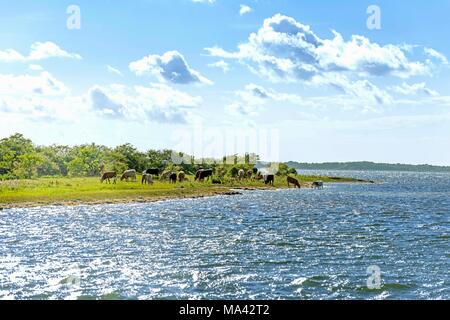 Cattle farming on the small island of Öhe in the Baltic Sea in Germany Stock Photo