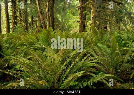 WA13954-00...WASHINGTON - Fern covered forest floor in the Queets Rain Forest found along the Queets River Train in Olympic National Park. Stock Photo