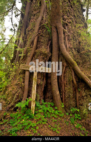 WA13970-00...WASHINGTON - A one time this was the world's largest Douglas Fir located in the Queets Rain Forest off the Queets River Trail in Olympic  Stock Photo