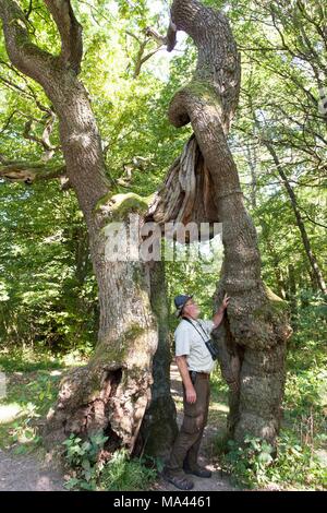 Ranger Uwe Henning standing next to the 'Betteleiche' (Begging Oak) tree in the Hainich National Park, Thuringian Forest, Thuringia, Germany Stock Photo