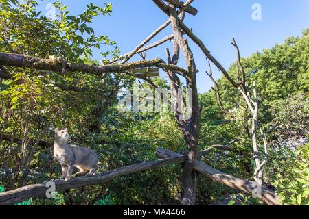A wildcat in the Wildcat Village in the Hainich National Park, Thuringian Forest, Thuringia, Germany Stock Photo
