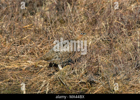 Red grouse (Lagopus lagopus scotica) hen / female in heathland in late winter / early spring in the Scottish Highlands, Scotland, UK Stock Photo