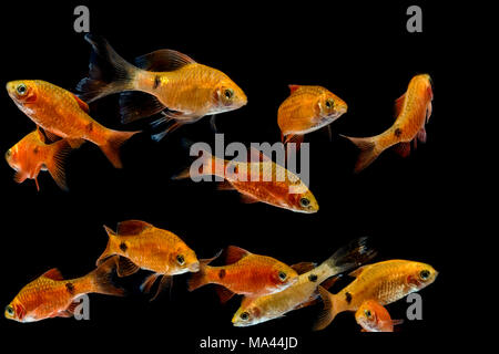 Aquarium fish, Rosy Barb ( Puntius conchonius) Stock Photo