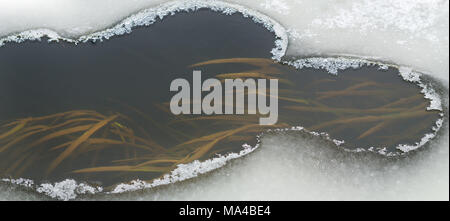 frozen rivers. The holes in the ice through which are visible the algae Stock Photo