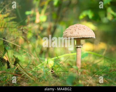 mushroom-umbrella in the autumn forest, in a clearing in the sun Stock Photo