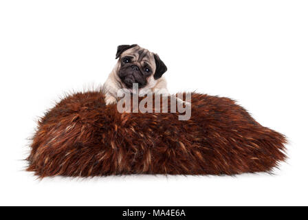 cheeky pug puppy dog lying down on fuzzy fake fur pillow, isolated on white background Stock Photo