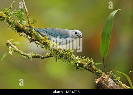 Blue-grey Tanager (Tangara episcopus) adult perched on branch  Nono-Mindo Road, Ecuador            February Stock Photo