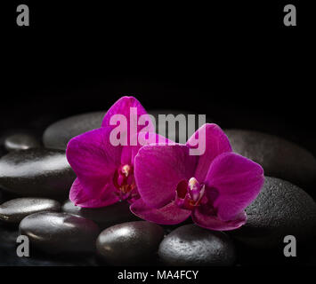 Two orchids laying on black stones. Spa concept.  LaStone Therapy Stock Photo