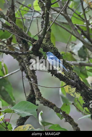 Blue-grey Tanager (Tangara episcopus coelestis) adult perched on branch  southern Ecuador            February Stock Photo