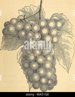. Ellwanger &amp; Barry's descriptive catalogue of fruits
