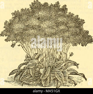 . Ellwanger &amp; Barry's catalogue : ornamental trees, shrubs, etc Stock Photo