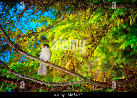 Gray Jay, Whisky Jack or Canada Jay, or by another well know name Camp Robber.  An high altitude bird, common in the Mt. Hood National Forest. Stock Photo