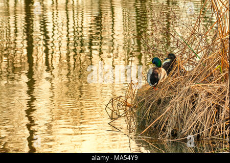 A pair of mallard ducks sit in dead tule steams on the banks of a pond Stock Photo