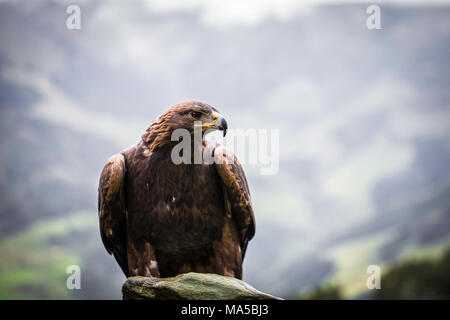 Golden Eagle in the Hohe Tauern Stock Photo