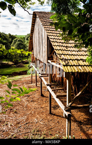 Air cured tobacco hung in a barn to dry.  Bom Jesus do Oeste, Santa Catarina, Brazil. Stock Photo