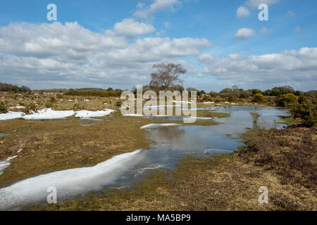 Temporary Pool on Ocknell Plain in The New Forest National Park