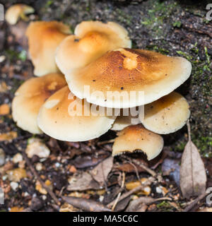A macro shot of a group of mushrooms growing at the base of a tree. Stock Photo
