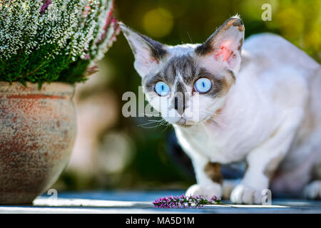 Purebred cat Devon Rex, Felis catus Stock Photo