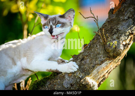 Purebred cat Devon Rex, Felis catus Stock Photo