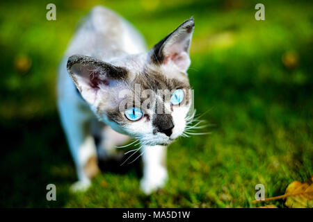 Purebred cat Devon Rex, Felis catus Stock Photo