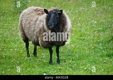 Mellon Udrigle, Scotland, UK: Shetland sheep on a farm on the west