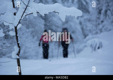 ski tourers while climbing the Lenggrieser Hütte (hut) in winter, Lenggries, Bavarian Prealps, Bavaria, Germany Stock Photo