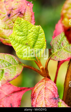Oak leaf hydrangea, autumnal leaves, close-up Stock Photo