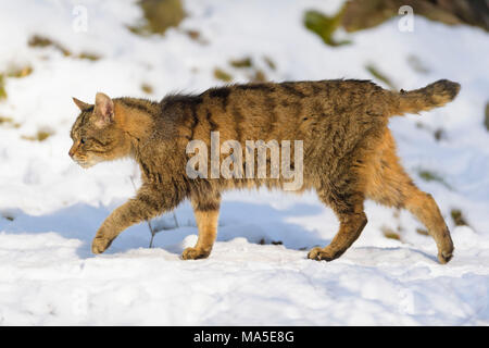 Wildcat, Felis silvestris, in winter, Germany, Europe Stock Photo