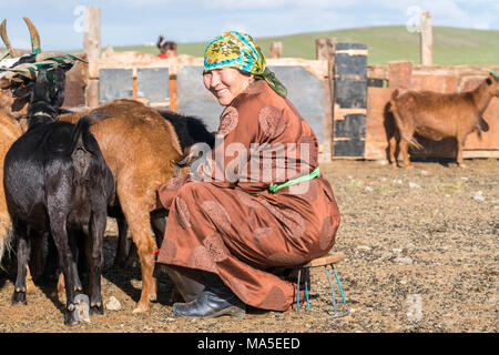 Middle aged Mongolian woman milking a black and white colored yak in ...