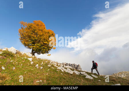 A lonely beech at Pizzoc Mount, Venetian Prealps, Fregona, Treviso, Italy Stock Photo