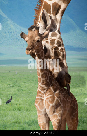 Giraffe mother and baby bath time in Africa Stock Photo