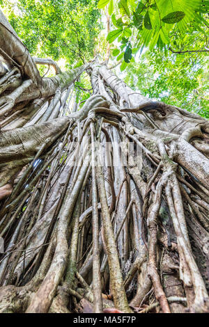 Strangler fig, Tangkoko National Park, Northern Sulawesi, Indonesia Stock Photo