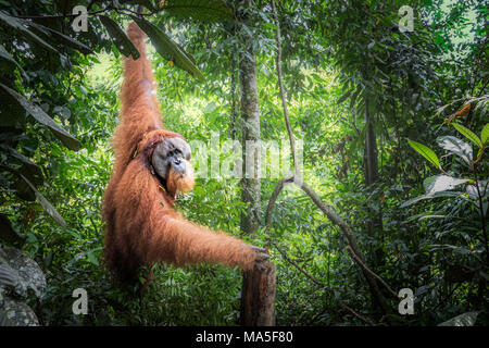 Sumatran orangutan, Pongo Abelii, Gunung Leuser National Park, Sumatra, Indonesia Stock Photo