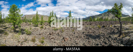 Fir trees and volcanic terrain in White Lake National Park. Tariat district, North Hangay province, Mongolia. Stock Photo