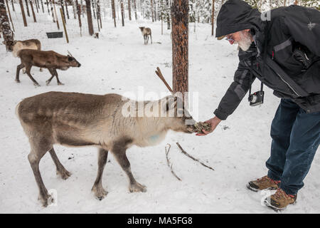 Feeding Reindeer on a Sami Farm Stock Photo