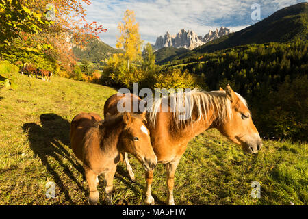 a beautiful couple of wild horses in Villnössertal with the Geisler Group in the background, Bolzano province, South Tyrol, Trentino Alto Adige, Italy Stock Photo