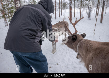 Feeding Reindeer on a Sami Farm Stock Photo