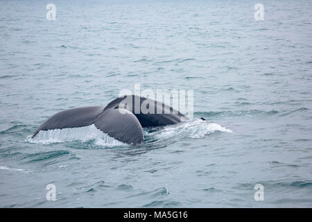 Humpback whale, Husavik bay, Husavik, northern iceland, Nordurland Eystra, Iceland Stock Photo